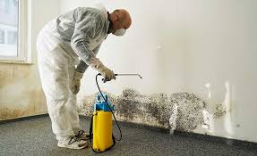 Best Attic Mold Removal  in Cushing, OK